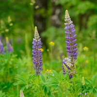 На опушке... :: Владимир Жданов На опушке... :: Владимир Жданов