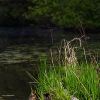 утиный дом :: Michel 