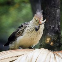 Гуира с добычей :: Андроник Александр 