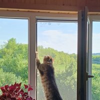 Любопытство :: константин