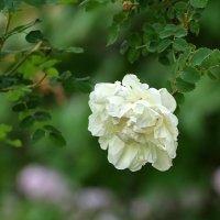 Махровый шиповник :: Светлана 