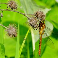 Стрекозы конца мая 5 :: Александр Прокудин Стрекозы конца мая 5 :: Александр Прокудин