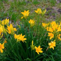 Лилейник. :: Alex 711402