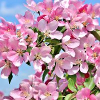 Весенняя нежность. :: Восковых Анна Васильевна Весенняя нежность. :: Восковых Анна Васильевна