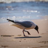 Чаячья жизнь :: Магомед .