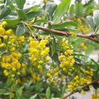 Был месяц май. Барбарис :: Наталья Герасимова