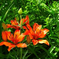 Оранжевые лилии в первый день лета. :: Милешкин Владимир Алексеевич 