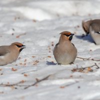 Свиристели. :: Виктор Иванович Чернюк Свиристели. :: Виктор Иванович Чернюк