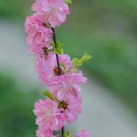 *** :: Виктор Иванович Чернюк