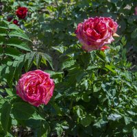 Розы :: Анатолий Чикчирный