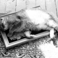 Кот, выживший на "Титанике" :: Maria Rainer
