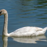 Белый лебедь :: Игорь Сикорский