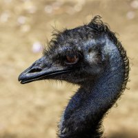 Чёрный эму. :: Alexander Amromin Чёрный эму. :: Alexander Amromin