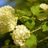 Бульденеж :: Татьяна Лютаева