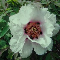 Древовидный пион :: Людмила Смородинская