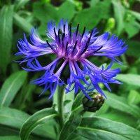 Васильки зацветают :: Людмила Смородинская Васильки зацветают :: Людмила Смородинская