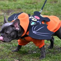 Москва. Парад французских бульдогов в усадьбе «Воронцово». :: Наташа *****