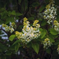 Сирень :: Владимир Кроливец Сирень :: Владимир Кроливец