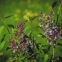 Сирень :: Владимир Кроливец Сирень :: Владимир Кроливец