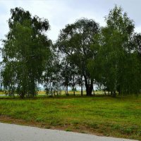 Ядрин. Берёзки северо-западной окраины города. :: Пётр Чернега