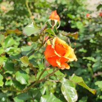 ,,, :: Сергей Тимоновский