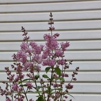 В последний день весны :: Светлана 