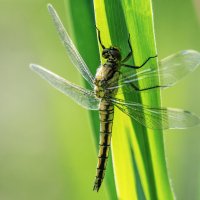 *** :: Владимир Безбородов