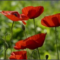 Маки.... :: Aleksandr Gal