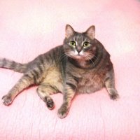 Моя киса Мотя :: Наталья Петровна Власова