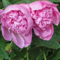 Пара после дождя :: Александр Чеботарь Пара после дождя :: Александр Чеботарь