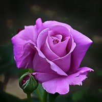 Необычный цвет :: B razk