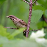 Вертишейка :: Алексей . Вертишейка :: Алексей .