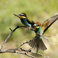 *** :: Валерий Черняк