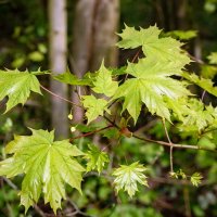Молодые листья клёна... :: Николай Гирш