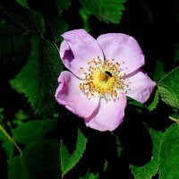 *** :: Леонид leo *** :: Леонид leo