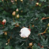 Роза :: Любовь Иванова