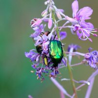 Br :: Андрей Л. В.