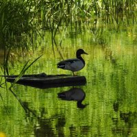 весна :: ИННА ПОРОХОВА