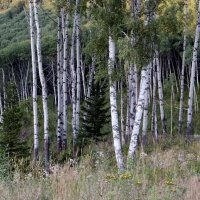 *** :: владимир 