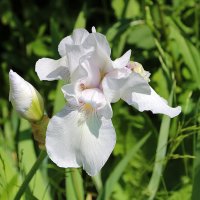 Белый красавец :: Светлана 