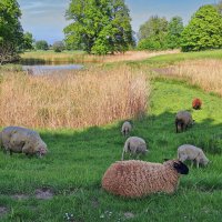 Майская пасторалька :: Андрей K.