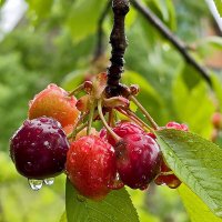 После дождя :: Nina Streapan После дождя :: Nina Streapan