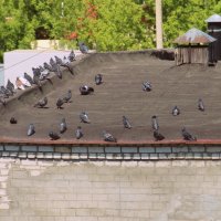 Фура с голубями :: Елена Минина