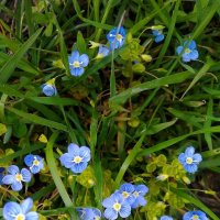 Вероника персидская :: Сергей Карачин Вероника персидская :: Сергей Карачин