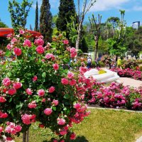 РИВЬЕРА :: Tata Wolf