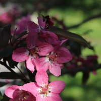 Яблоня в цвету! :: Наталья Лунева 