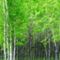 Дебри :: Павел Трунцев Дебри :: Павел Трунцев