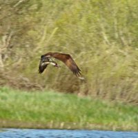 скопа и сом :: gawrilа - dan