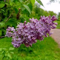 Сирень :: Сапсан 