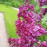 Сирень :: Сапсан 